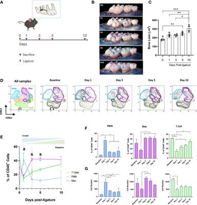 RvE1 Impacts the Gingival Inflammatory Infiltrate by Inhibiting the T Cell Response in Experimental Periodontitis